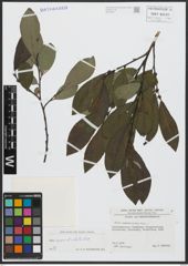 Foto von Salix appendiculata Vill.